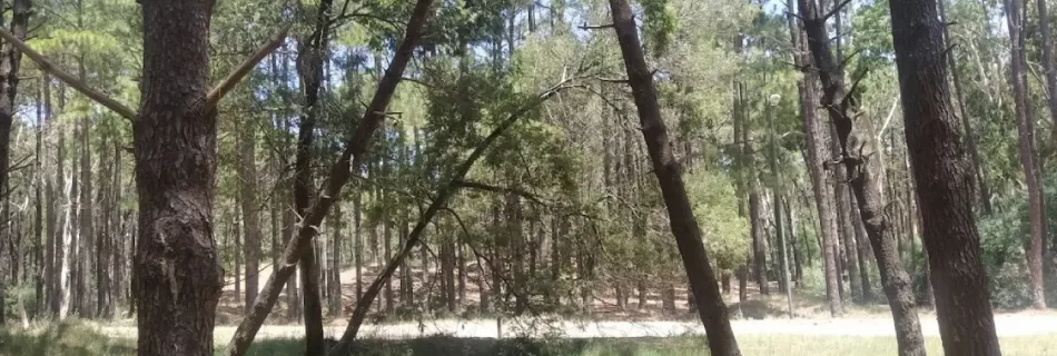 bosques de pinamar