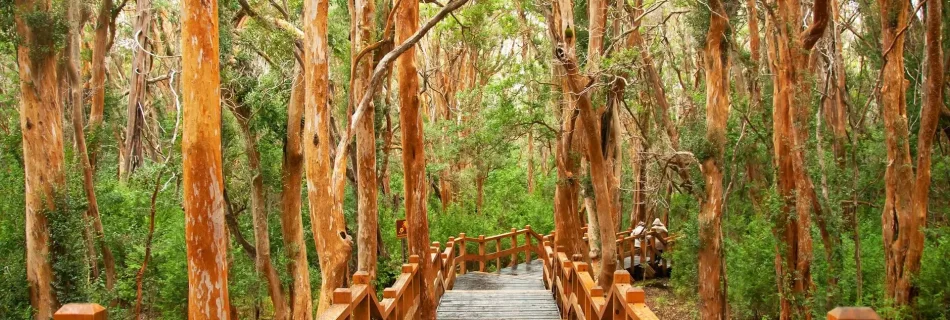 bosque de arrayanes